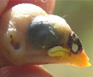 Birds Fight Alien Parasites