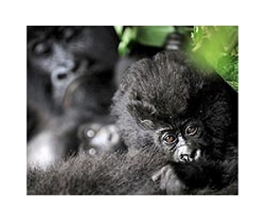 Czech gorilla-mania helps animals in Cameroon