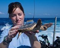 Study provides new information about the sea turtle 'lost years'