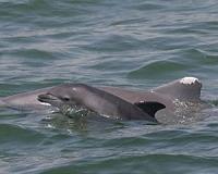 Study links baby dolphin deaths to BP oil spill