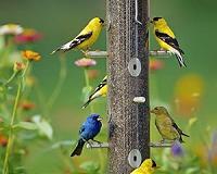Backyard feeders invite aggressive bird breeds: study