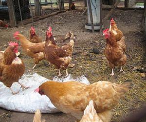 Nepal culls chickens amid bird flu outbreak