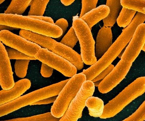 E.coli warning before UK's Henley regatta