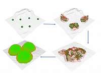 Bacteria form biofilms like settlers form cities