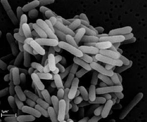Researchers tap into genetic reservoir of heat-loving bacteria