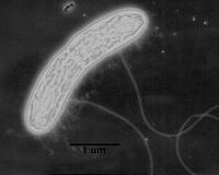 Bionic catalysts to produce clean energy