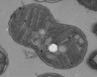 Surprising source for ancient life biomarker found