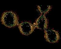 Strings of electron-carrying proteins may hold the secret to 'electric bacteria'