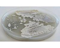 Chemistry lessons from bacteria may improve biofuel production