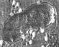 Microscopic Organism Plays a Big Role in Ocean Carbon Cycling