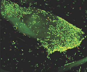 Organisms cope with environmental uncertainty by guessing the future