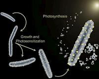 How to train your bacterium
