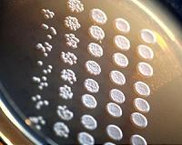 Partly human yeast show a common ancestor's lasting legacy