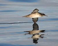 Light pollution threatens the Balearic shearwater