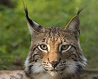 Once-threatened wolves, bears and lynx now plentiful in Europe: study