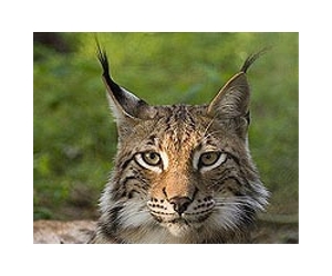 Intervention Offers 'Best Chance' To Save Species Endangered By Climate Change