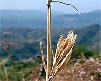 Researchers Find The Earliest Evidence Of Domesticated Maize