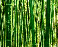 Chemists work on bamboo fabric development