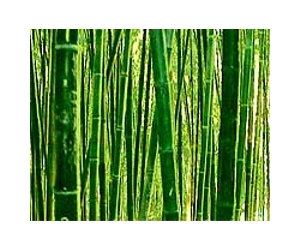 Bamboo shows promise for waste sites