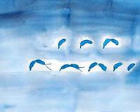 Why a bacterium got its curve