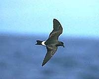 Time-Sharing Birds Key To Evolutionary Mystery