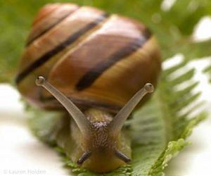 Snail genetic tracks reveal ancient human migration