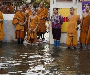 Foreign vets help snake hunt in flood-hit Thailand