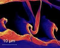 Engineers detail bird feather properties that could lead to better adhesives