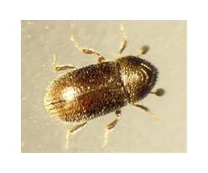 Invasive Pest Danger Closer Than You Think