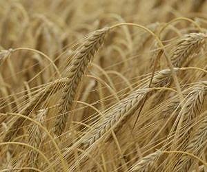 European grain prices rise on global drought