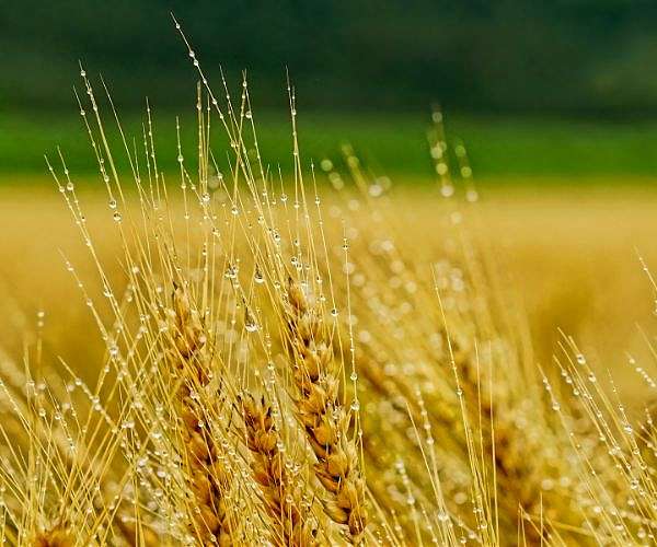 China to remove tariffs on Australian barley as ties improve