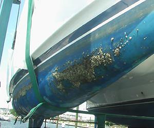 New paints prevent fouling of ships' hulls
