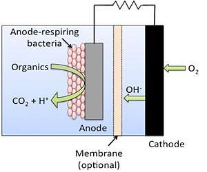 Waste to Watts: Improving Microbial Fuel Cells
