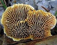 Fungi that evolved to eat wood offer new biomass conversion tool
