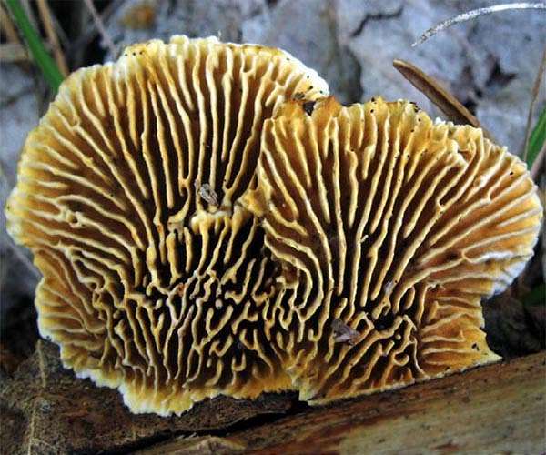 Fungi and plants clean up California pollution