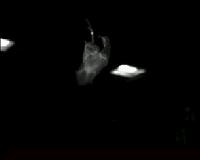 Touch sensors on bat wings guide flight