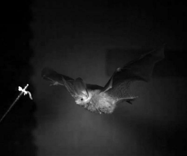 Bats use storm fronts for energy-efficient migration