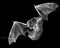 Developer, conservationists agree to protect Texas bat colony