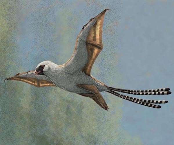Bat-winged dinosaurs that could glide