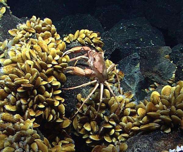 Mining at key hydrothermal vents could endanger species at distant sites