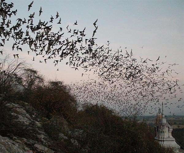 Bat pup 'babbling' similar to that of human infants, researchers say