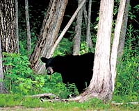 Urban Black Bears Live Fast, Die Young