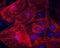 Molecular 'cocktail' transforms skin cells into beating heart cells