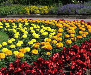 Plants recognise pathogenic and beneficial microorganisms