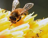 In first, Ontario may regulate bee-killing pesticides