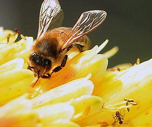 European Parliament votes pollen is part of honey