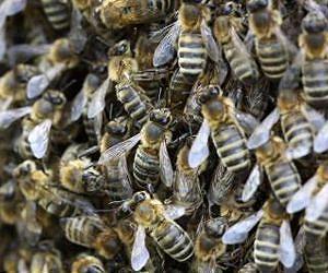 EU policy is driving up demand for pollination faster than honeybee numbers