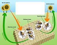 Bee Strategy Helps Servers Run More Sweetly