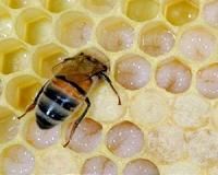 Common crop pesticides kill honeybee larvae in the hive