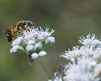 Surprisingly few 'busy bees' make global crops grow